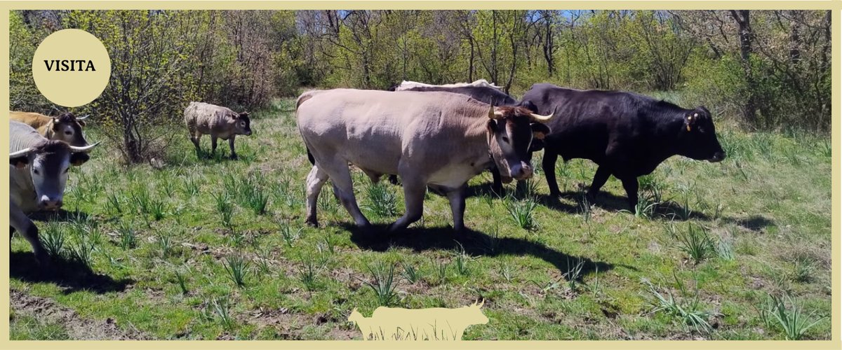 G.O. PECUS tweet media