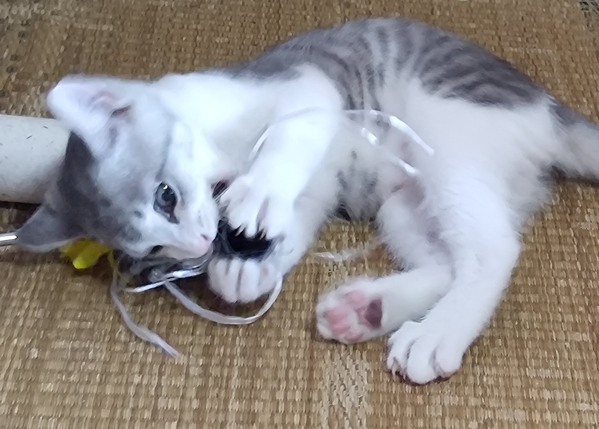 ねこねこ⓶ 猫の日 - YouTube