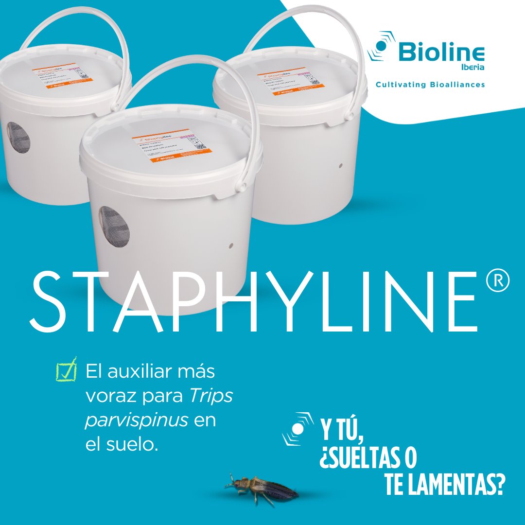 🌶️ ¡Staphyline® al rescate de tus cultivos de pimiento! 💪
✔️ Gran capacidad depredadora
✔️ Fácil aplicación y adaptación a tus cultivos
✔️ Compatible con otros métodos de control para máxima eficacia

Confía en Staphyline® en exclusivo cubo de cría. Y tú, ¿sueltas o te lamentas?