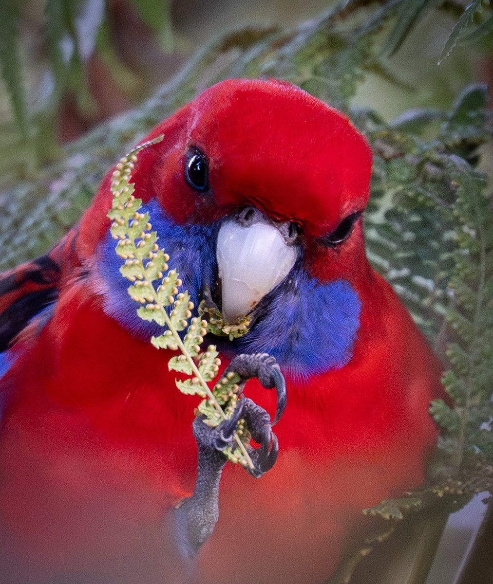 ThingsCanberra's tweet image. Crimson Rosellla - Botanic Gardens
