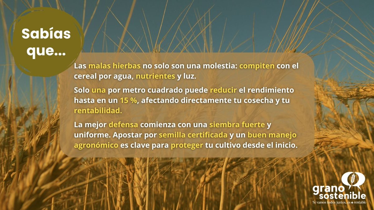 GranoSostenible's tweet image. 🌾 ¿Sabías que solo una mala hierba por metro² puede reducir el rendimiento del cereal hasta un 15%?
Sembrar con semilla certificada y buen manejo agronómico ayuda a controlar las malas hierbas y proteger tu cosecha desde el origen.
#GranoSostenible #CerealSano