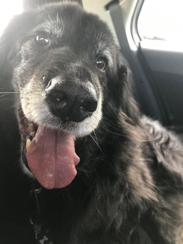 _XDogs's tweet image. "Today is extra special because this old man, who I was once told had a life expectancy of 8 years, turns 16 today! Happy Birthday Baxter Bear!" Dogs are family ❤
