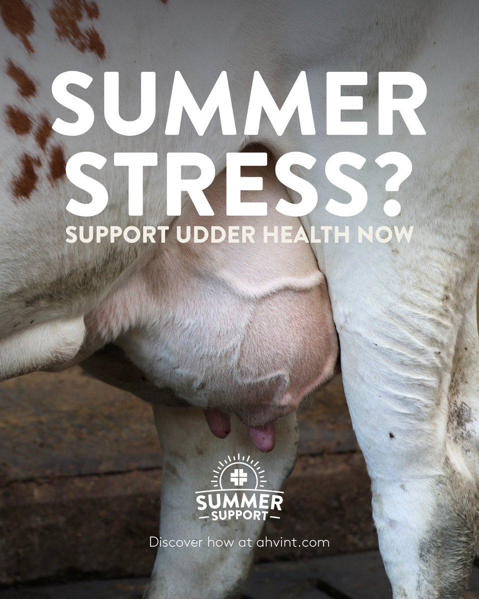 AHVint's tweet image. 𝐒𝐮𝐦𝐦𝐞𝐫 𝐬𝐭𝐫𝐞𝐬𝐬? 𝐒𝐮𝐩𝐩𝐨𝐫𝐭 𝐔𝐝𝐝𝐞𝐫 𝐇𝐞𝐚𝐥𝐭𝐡 𝐍𝐨𝐰

Discover how AHV can help you stay ahead of udder health issues this summer: ahvint.com/udder-health-i…

#AHV // #SummerSupport // #PowerToTheFarmer