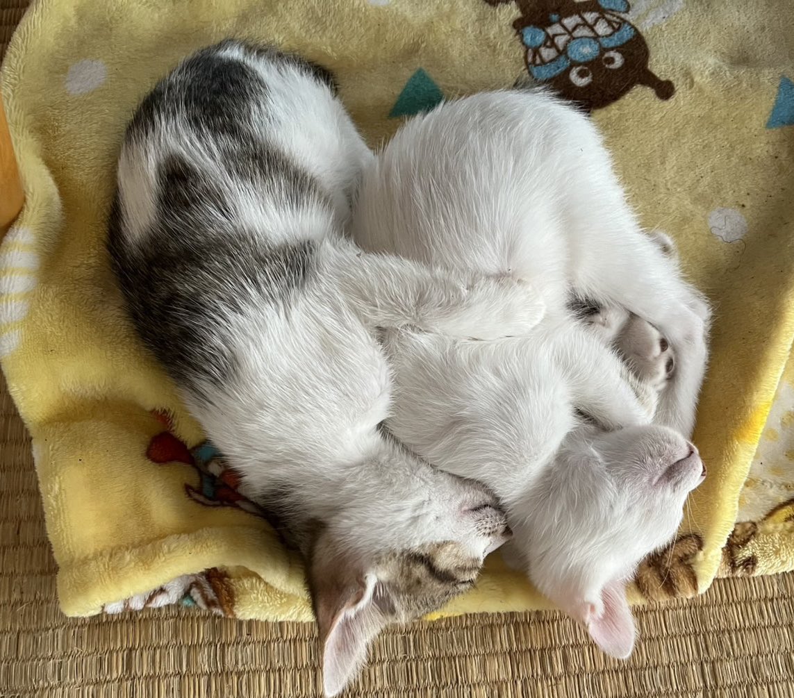 S22_S05's tweet photo. ムーちゃんbaby♡
生後2ヶ月♡

仲良く寝んね(*˘꒳​˘*)ｽﾔｧ…

  #猫好きさんと繋がりたい  #愛猫家 #猫のいる暮らし #cat https://t.co/bqXUSAM71H