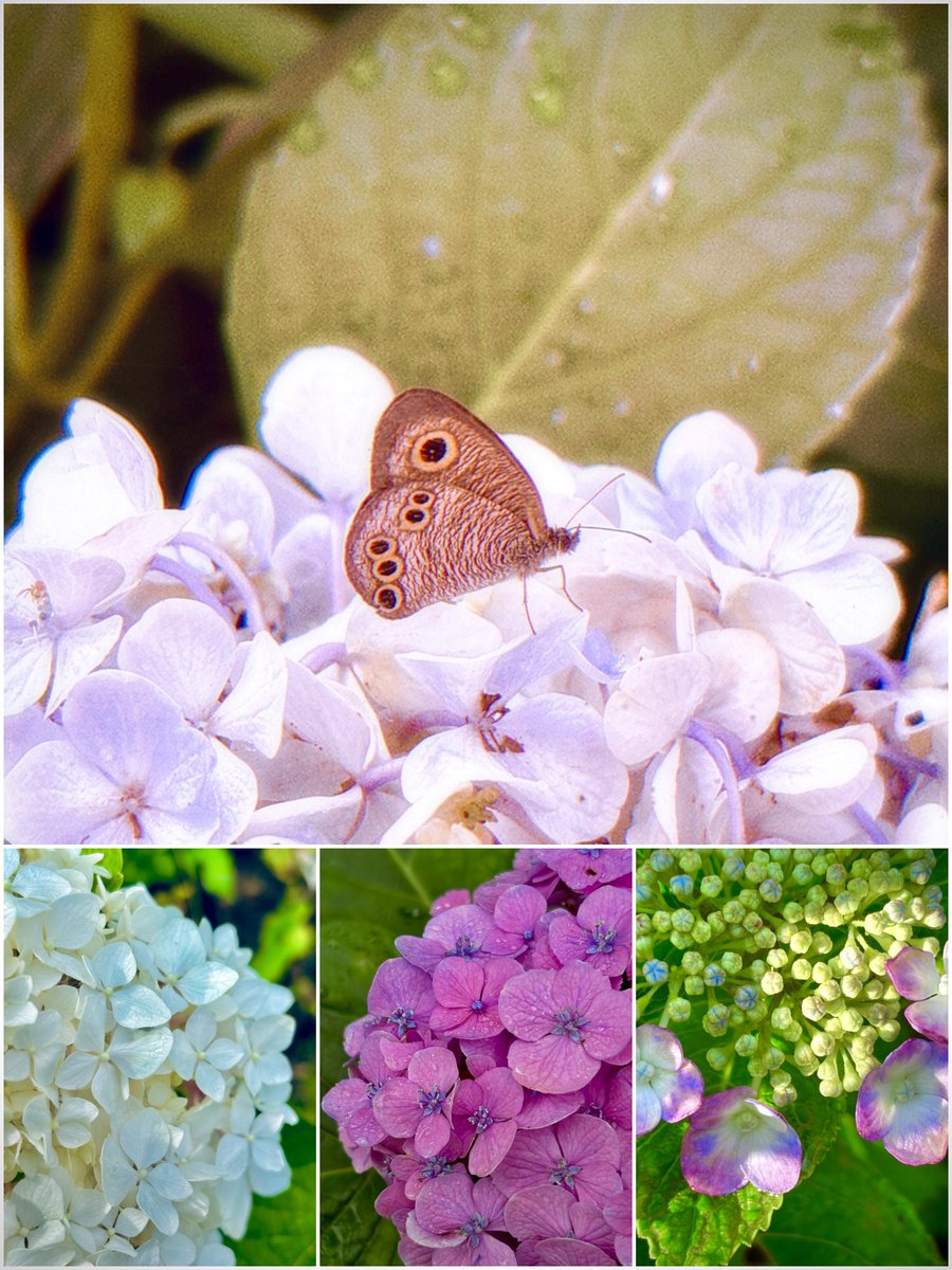 FOBpeterules's tweet image. ホントに見納めの時期...
紫陽花、今年はいつもより
特別に感じた
短い命の蝶も
紫陽花にとまって嬉しそうだった( ˘͈ ᵕ ˘͈ )✨
✼••┈┈┈┈••✼••┈┈┈┈••✼