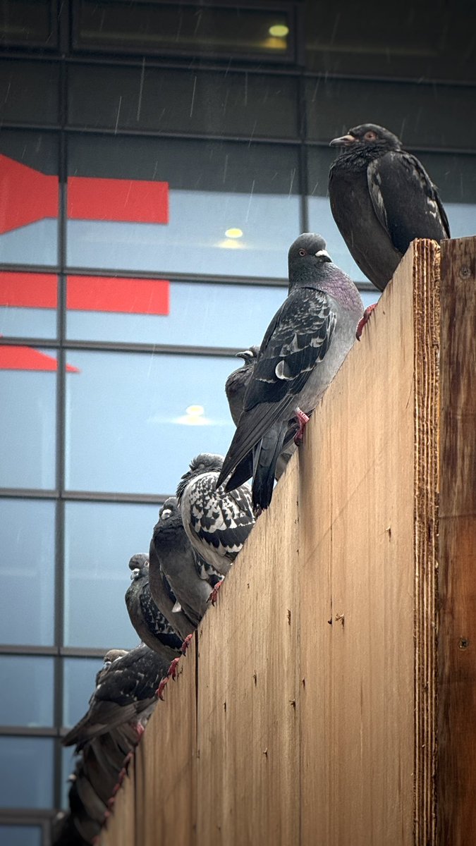 cutteroo's tweet image. Glasgow pigeons in the rain.