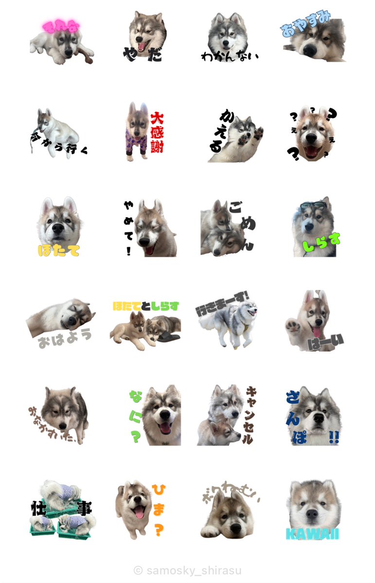 samosky_shirasu's tweet image. [しらすとほたて]
line.me/S/sticker/3127…

[サモスキーのしらすくん2]
line.me/S/sticker/3127…

飼い主が使いたいが為にLINEスタンプ作りました🥳🙌🏻
しらすとほたてver.
しらすくんver.2

ほたてver.は今後作る予定です🦦