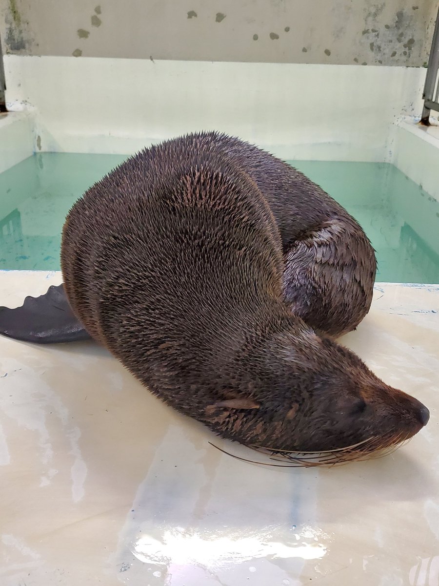 marinepark_nixe's tweet image. 今日は陸場で寝ているマキをお届け!
ミナミアメリカオットセイの毛は長い毛と短い毛のダブルコートため水中に入っても長い毛しか濡れないんです!
なのでブルブルと水を飛ばすと濡れてる長い毛だけがツンツンと立っています!
#登別マリンパークニクス
#北海道
#水族館…
