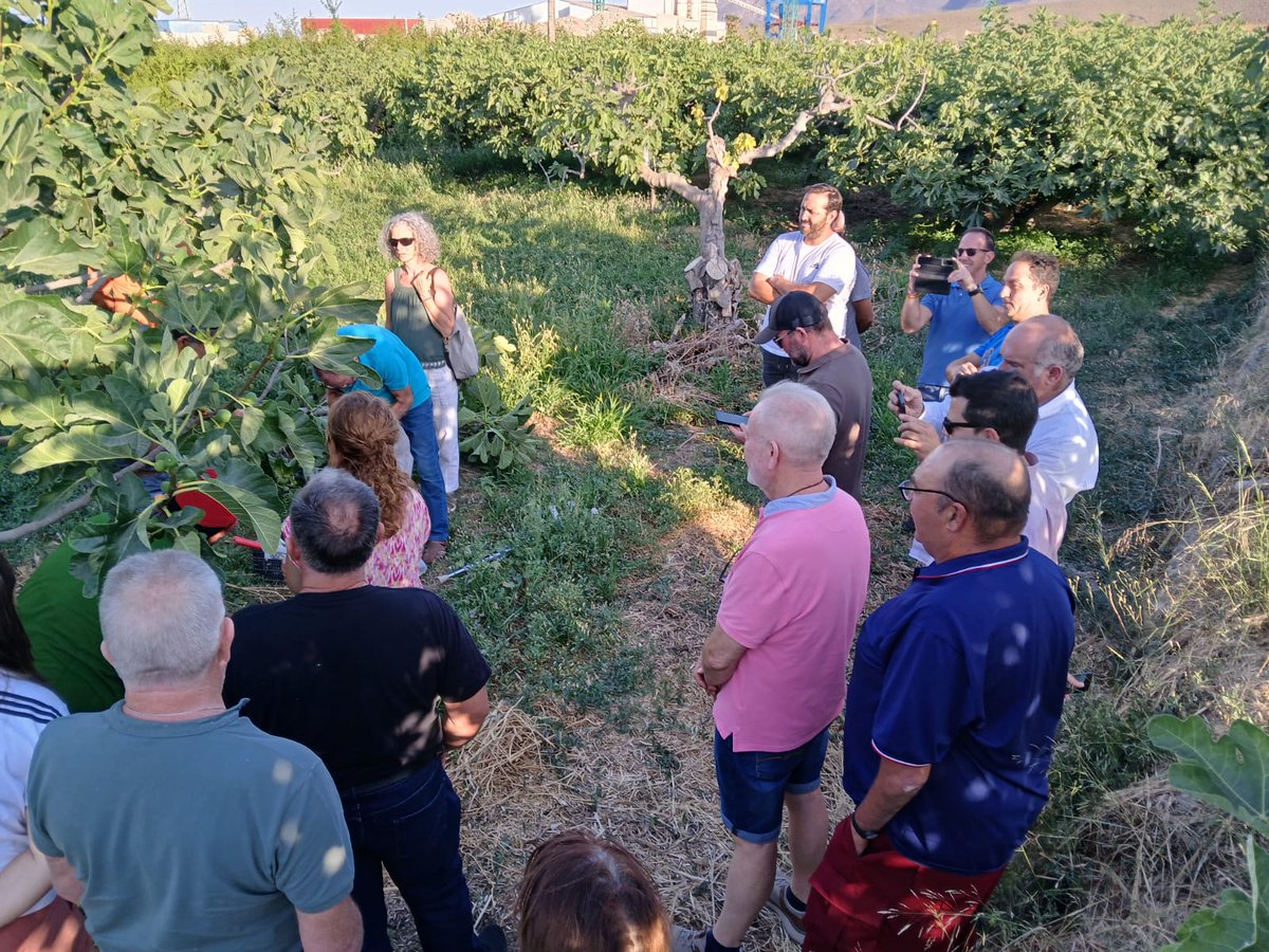 IfapaJunta's tweet image. El #IFAPA celebra en Alhama de Almería un taller sobre cultivo de la #higuera 🌳
Esta iniciativa del proyecto "Alpujarra #Agroecológica: innovación y tradición II" busca para dinamizar la agricultura en la #Alpujarra Almeriense.
🌐Conoce más en: lajunta.es/5sd5i