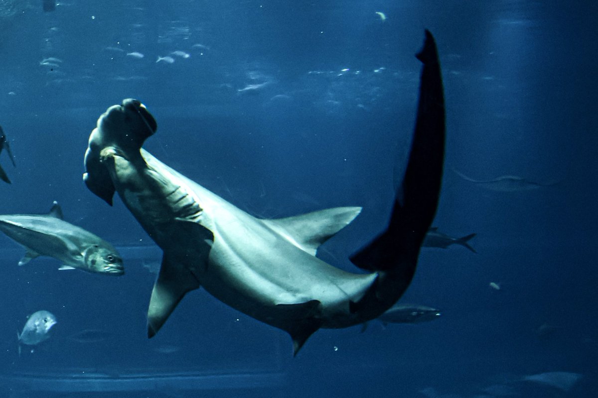 orca_hinata's tweet image. アカシュモクザメの泳ぎ方好き。