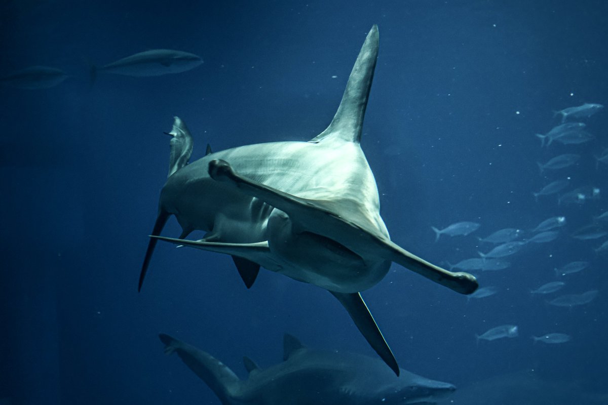 orca_hinata's tweet image. アカシュモクザメの泳ぎ方好き。