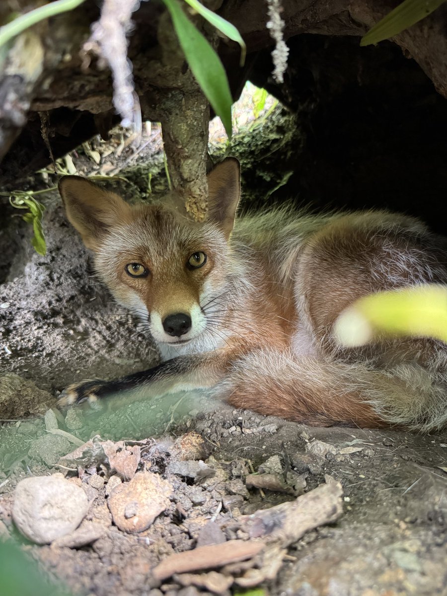 asahiyamazoo1's tweet image. 昨日のキタキツネのなる🦊
#旭山動物園 #asahiyamazoo
#キタキツネ #redfox #なる
#北海道小動物コーナー