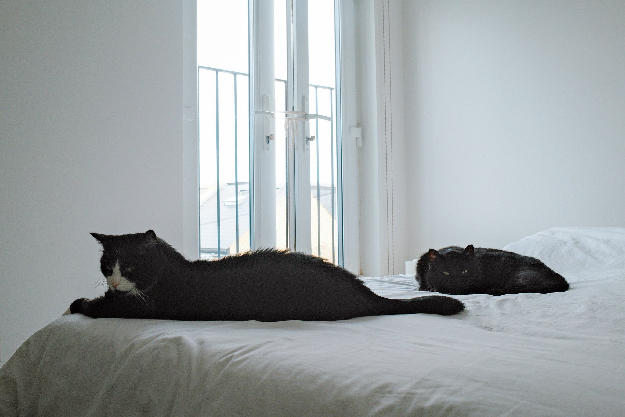 黒猫 楽天市場】ケーセン ぬいぐるみ kosen 黒猫 立ち 40cm Mauz