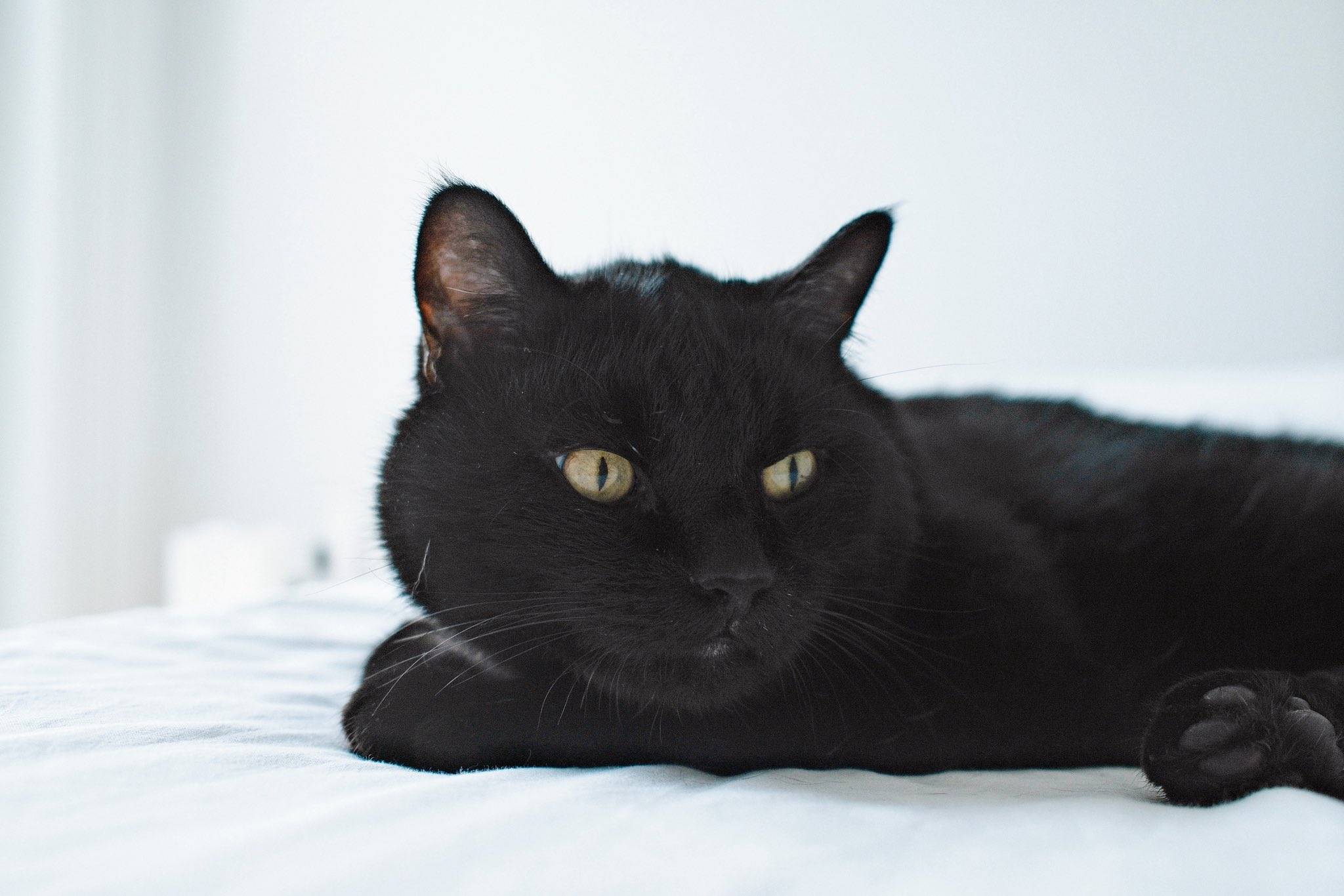 黒猫 Akemi (@enigmaticalcat) / X