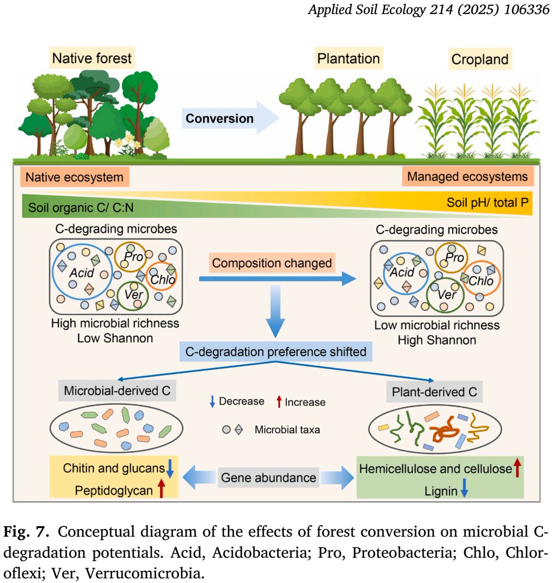 ykuzyakov's tweet image. 💥NEW in #AppliedSoilEcology 🔥
Forest conversion alters microbial decomposition of #soil organic matter
doi.org/10.1016/j.apso…
50-day Free: authors.elsevier.com/c/1lTJh3JGmRQU…
#SoilOrganicMatter #carbonsequestration #microbialbiomass #landuse #soilbacteria #carbon #forest