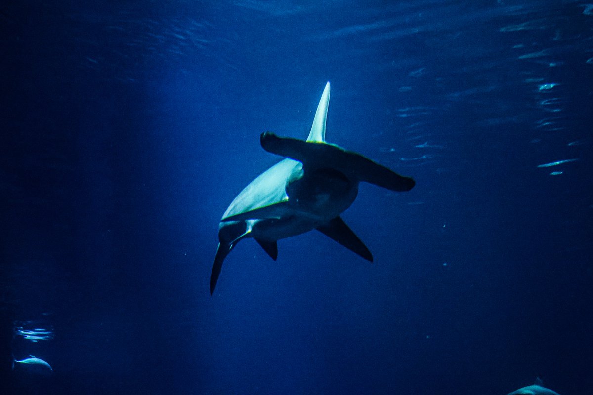 orca_hinata's tweet image. アカシュモクザメの泳ぎ方好き。