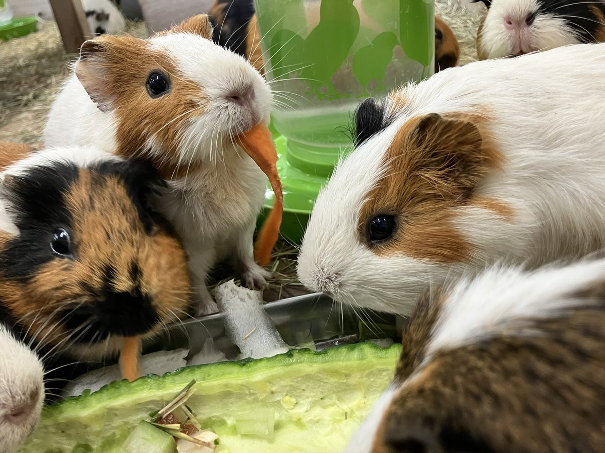 hamamatsuzoo's tweet image. 【モルモットに夏野菜のおやつプレートプレゼント】
ピーマン、冬瓜、ゴーヤ、きゅうり、すいか、大根、にんじんうまうま🐹🍉🥒
#うまうまシリーズ
#浜松市動物園 #モルモット #hamazoo #モルモット感謝の日