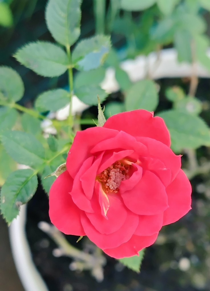 bua10732378's tweet image. お出掛けから帰って来て、お庭と
ガレージに水やりしました。
枯れちゃったと思っていた子達が
元気に咲き出すと嬉しいですね。
水やりしただけで、蚊に六ヶ所も
くわれました。速攻ムヒ。ちょっと
の間でも蚊よけ必須。蚊取り線香に
は私がやられるので、スプレーで。