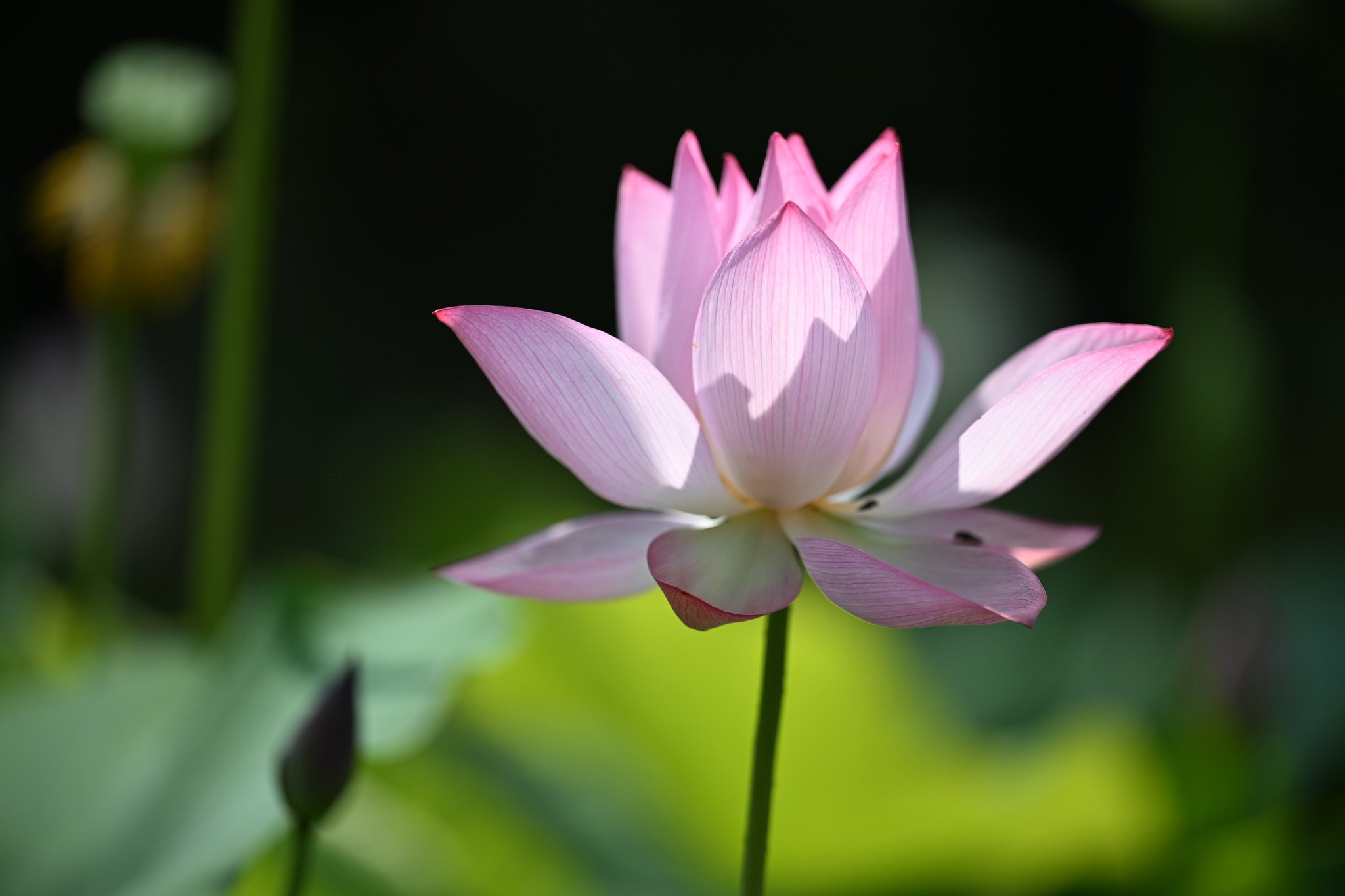 花かんむり♡優しいオレンジ♡ピンク♡黄色♡かすみ草ミックス ラスト1点 花かんむり♡優しいオレンジ♡ピンク♡黄色♡かすみ草ミックス