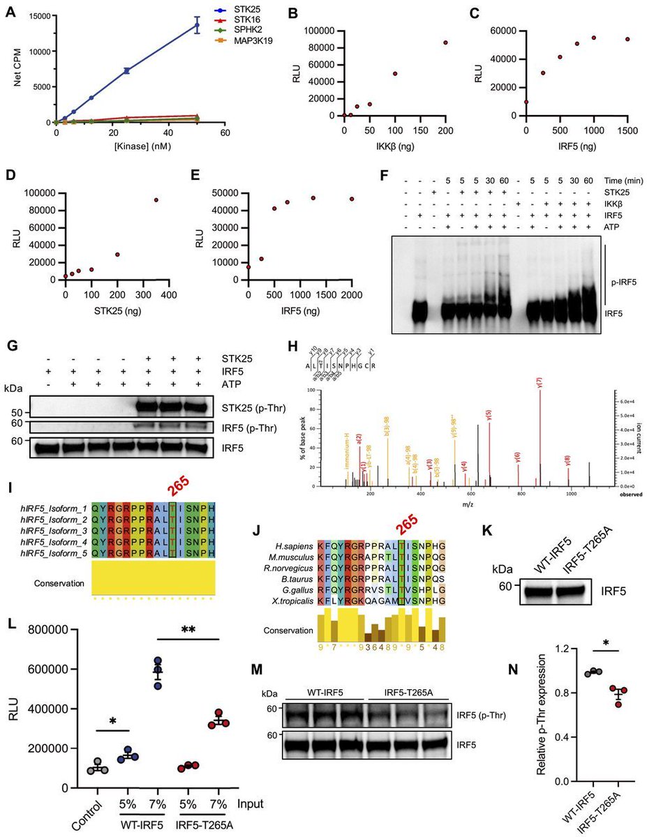 LSAjournal's tweet image. TLR-induced STK25 activation promotes IRF5-mediated inflammation hubs.la/Q03x3bF50