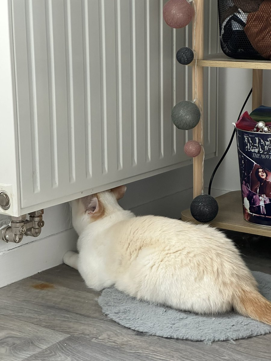 lattechat_'s tweet image. « alors oui ma ptite dame y a un problème sur vot’ radiateur là
va falloir s’occuper de ça mais c’est un peu cher »