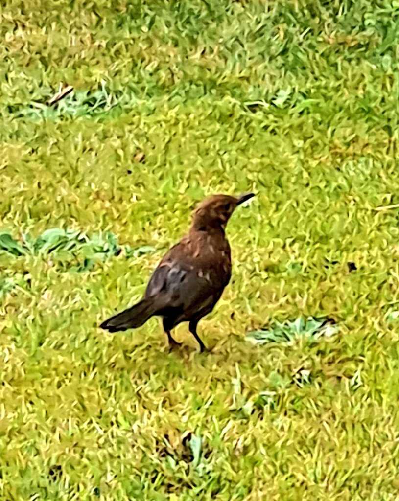Good morning/Bore da from #Rhosllanerchrugog #Wrexham #NothWales A lovely start to the day today after last night's rain. The planter is looking poppy-tastic 🙂 and Mr and Mrs Blackbird brought their baby to meet us 😍 #ViewFromMyWindow