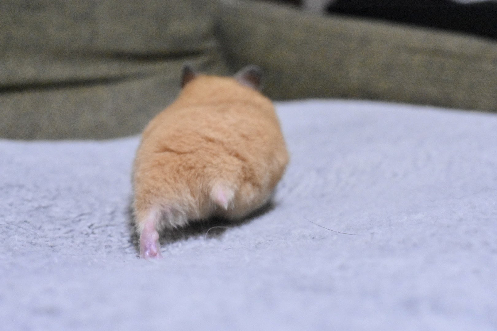 うさぎ 微風 on X: 