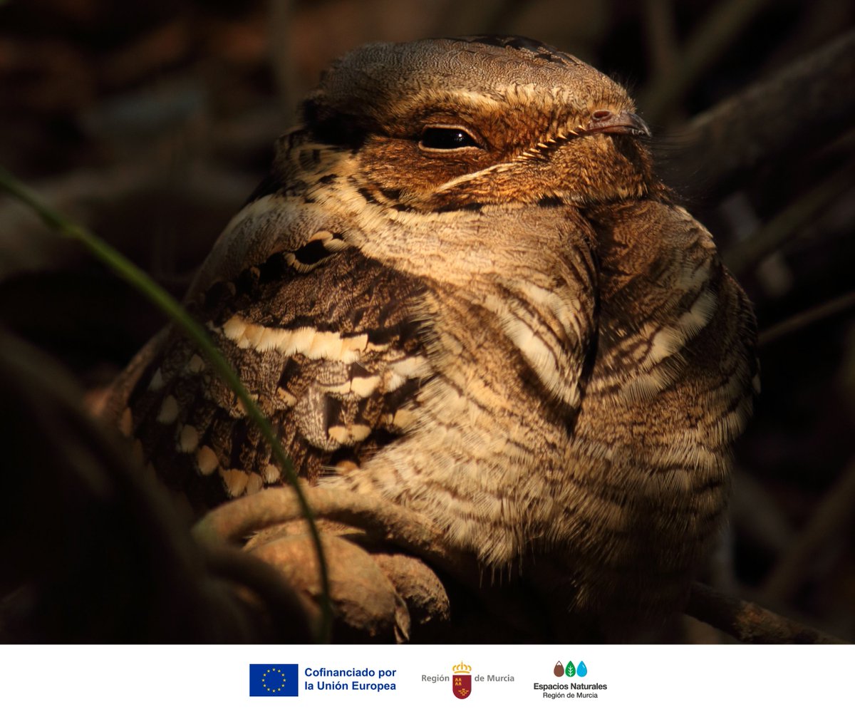En verano, especies como el #Chotacabras cuellirrojo se activan al anochecer en #ElVallePR 🦉

Su plumaje lo camufla, pero la luz y el ruido también lo alteran 🌙

Si visitas este #EspacioNatural de noche, respeta su descanso y su espacio 💤🌿

#BuenasPrácticas #Conservación