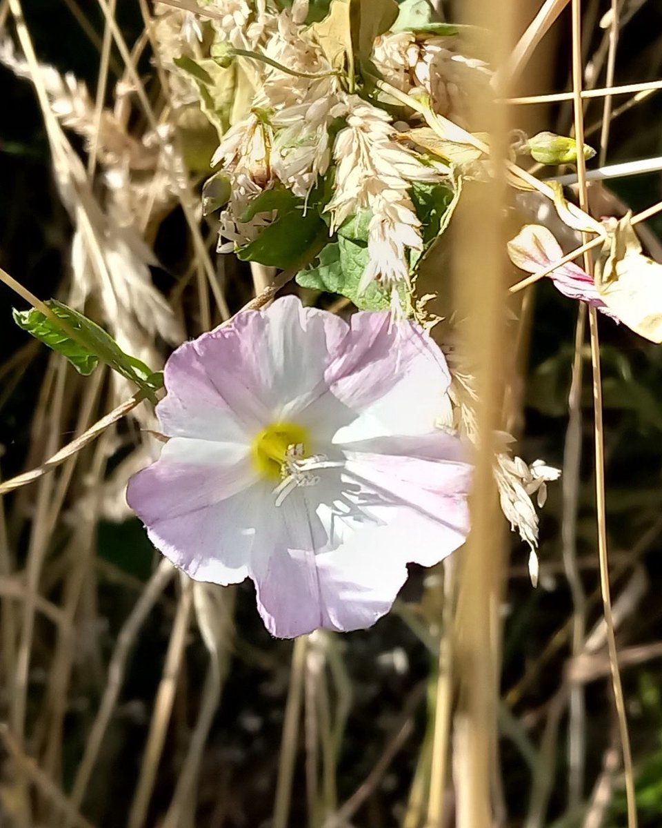 fotobuni's tweet photo. Field Bindweed looking it’s sweetest #fieldbindweed #candystripe #pinkandwhite #flower #july @Jamiewa50042387 @VenetiaJane @utktun @UweSteiner @silverpebble https://t.co/x2MtelQSyX