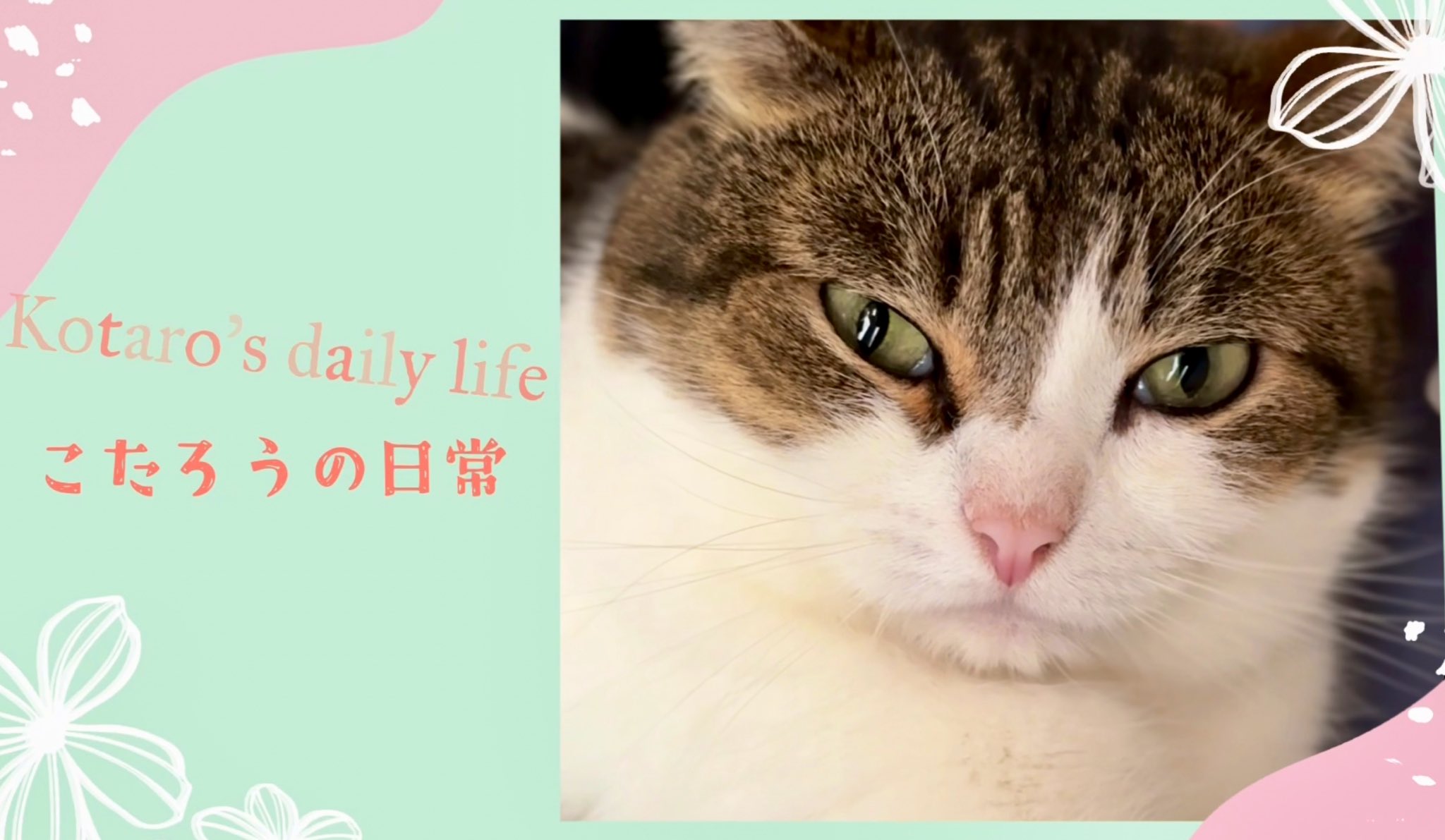 猫太郎 ニコちゃんとこたろう先生とトロとわさび姐さん on X: 