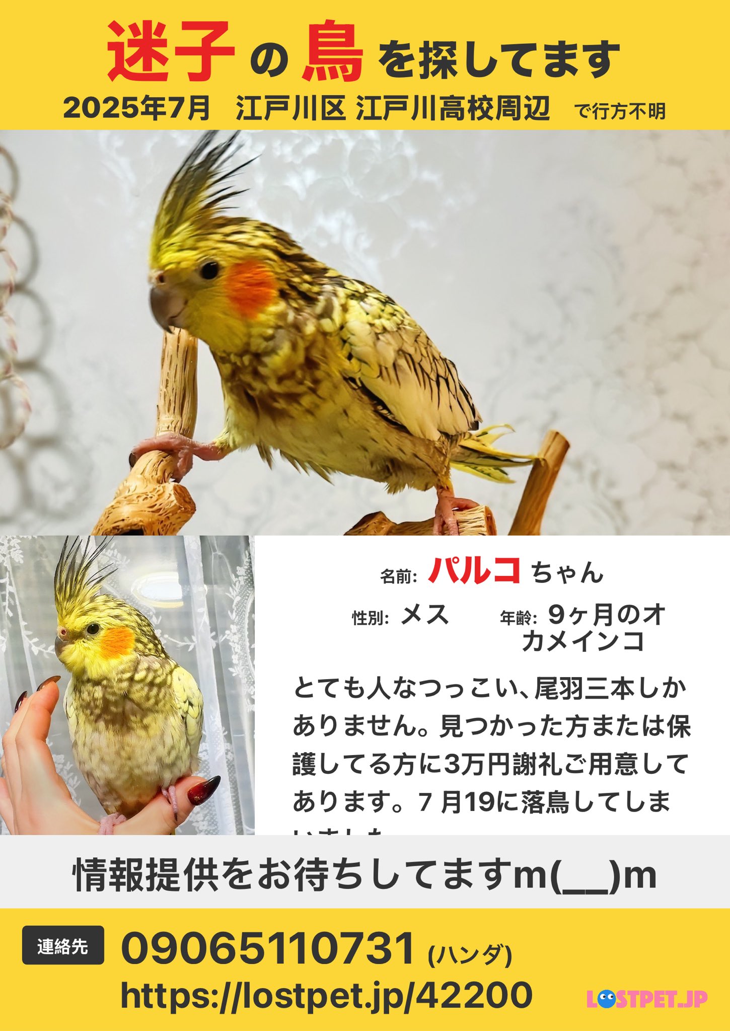 オカメインコを探しています。