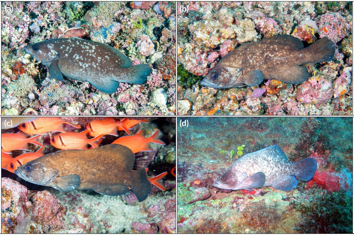 FishInTheNews's tweet image. #NewSpeciesAlert - 𝑅𝑦𝑝𝑡𝑖𝑐𝑢𝑠 𝑎𝑓𝑟𝑖𝑐𝑎𝑛𝑢𝑠, a new species of soapfish, is described from the eastern Atlantic Ocean, with a probable widespread distribution off the coast of West Africa. #Grammistidae
🔓 onlinelibrary.wiley.com/doi/10.1111/jf…