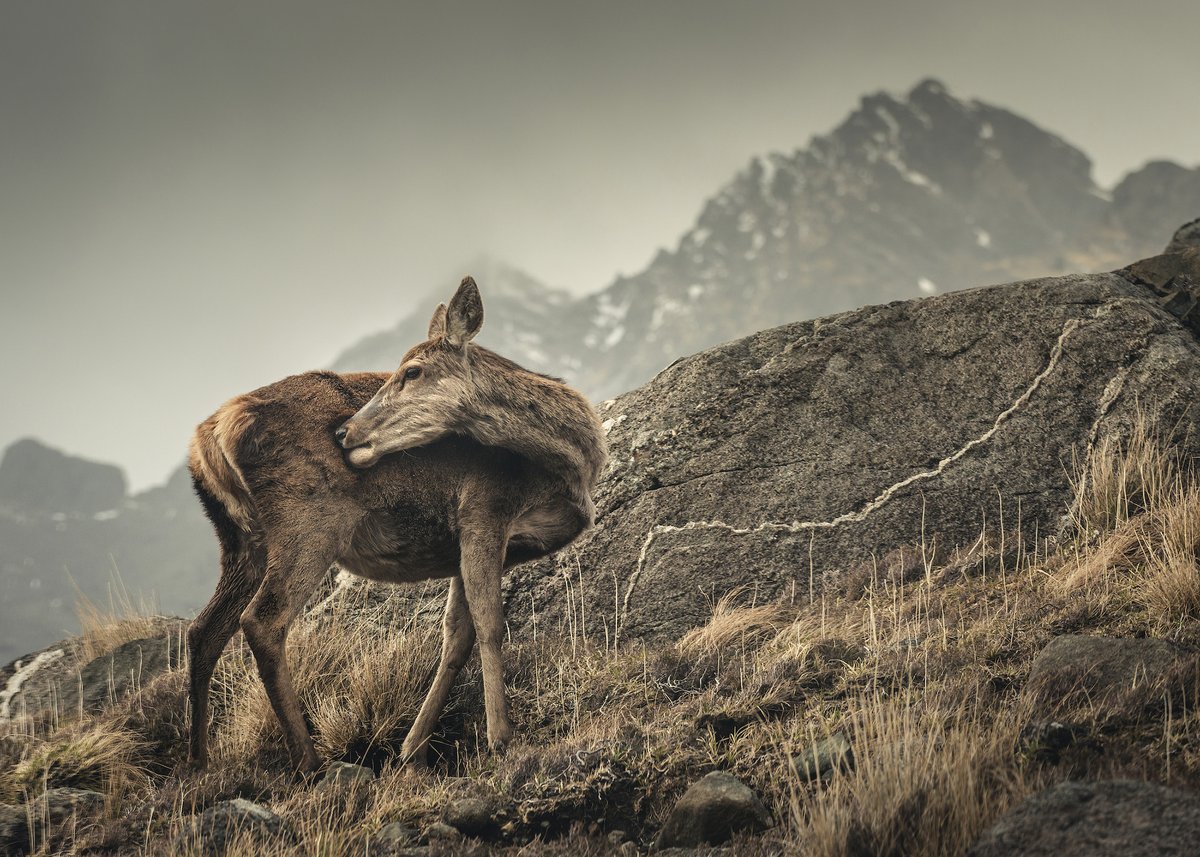 DamianShields1's tweet image. Wild deer, Coruisk, Isle of Skye #Scotland #IsleofSkye #Highlands damianshields.com