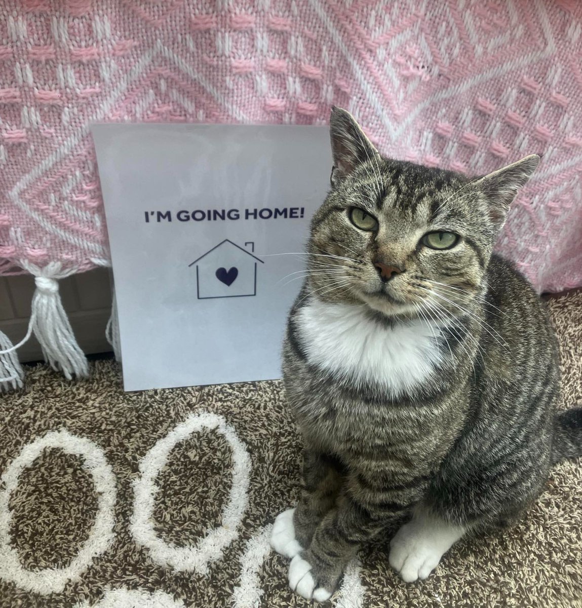 themayhew's tweet image. Look who's proud to have found his forever home! 🐱 Having been on quite the journey since he arrived in May, we are so happy for Dennis! 💜 To find out more about Dennis's story so far, visit our website here: themayhew.org/denniss-tale-s….