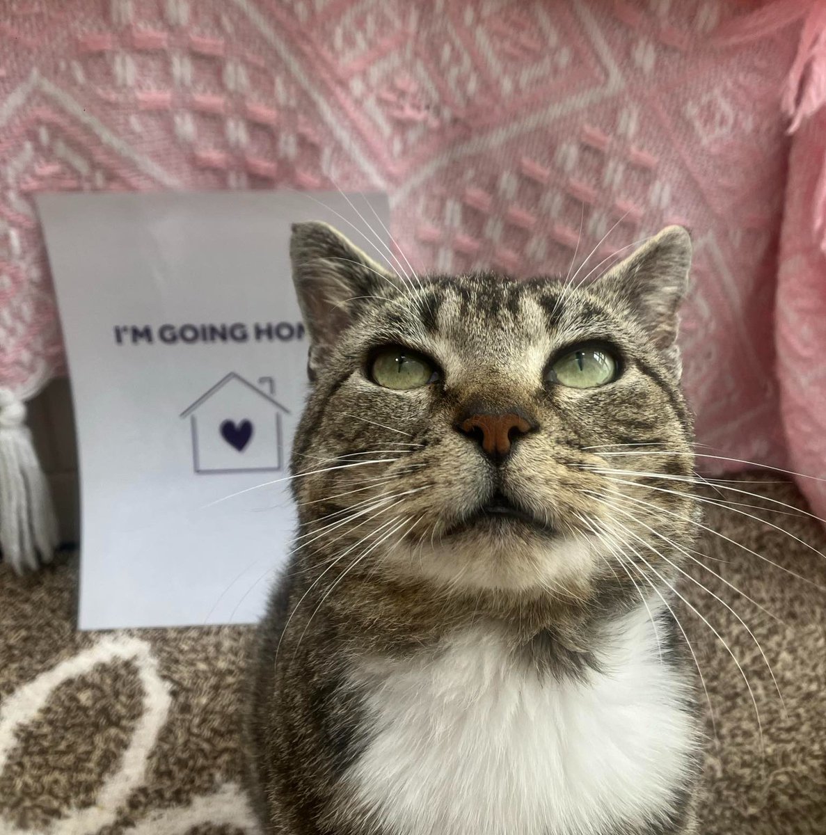 themayhew's tweet image. Look who's proud to have found his forever home! 🐱 Having been on quite the journey since he arrived in May, we are so happy for Dennis! 💜 To find out more about Dennis's story so far, visit our website here: themayhew.org/denniss-tale-s….