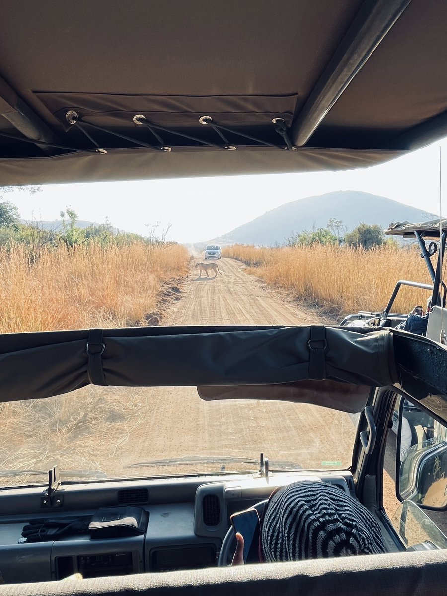 Thuski7's tweet image. Short left 🛥️ @ Pilanesberg