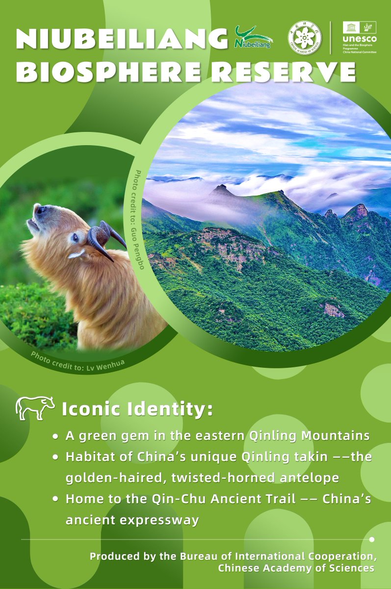 CAS__Science's tweet photo. #BiosphereStories
🦌 Home to a species found only in China — the Qinling takin, also known as the golden takin
🐒 Plus rare wildlife like Sichuan golden monkeys, forest musk deer, golden eagles, and blood pheasants
🌿 Over 900 plant species flourish here, including the ancient Chinese yew
📜 The 1,400-year-old Qin–Chu Trail weaves through the mountains, linking nature and history

#UNESCO #MAB #5thWCBR #BiosphereReserve #ChineseAcademyOfSciences #Niubeiliang #QinlingKakin #GoldenTakin