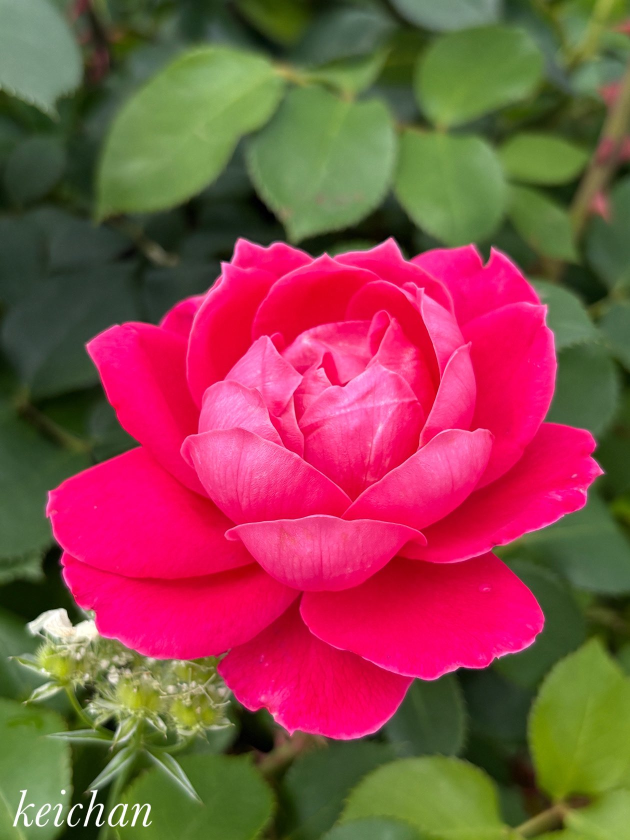 薔薇○コメント下さい FLORAISON ミニバラ 花束 スプレーバラ 誕生日 ギフト