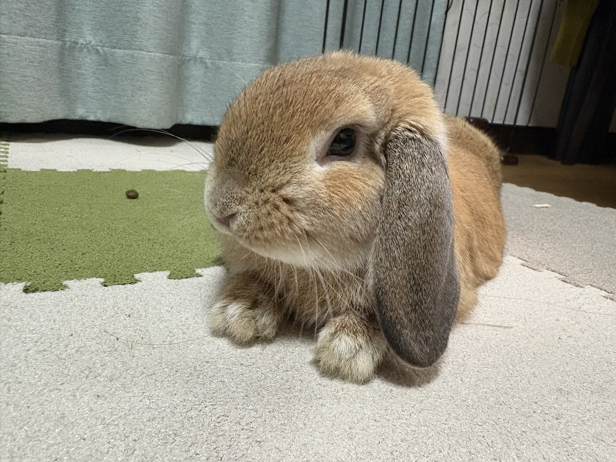 ねずみとうさぎ Lapinou うさぎ ぬいぐるみ ネザーランドドワーフ ドワーフホト
