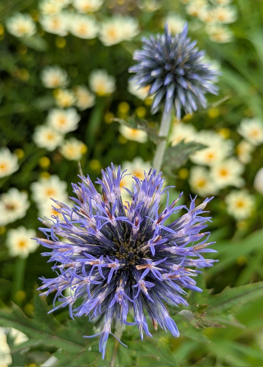j5FTNd42bUc1k3D's tweet image. ブルーの小さなお花が咲いています。

ルリタマアザミ