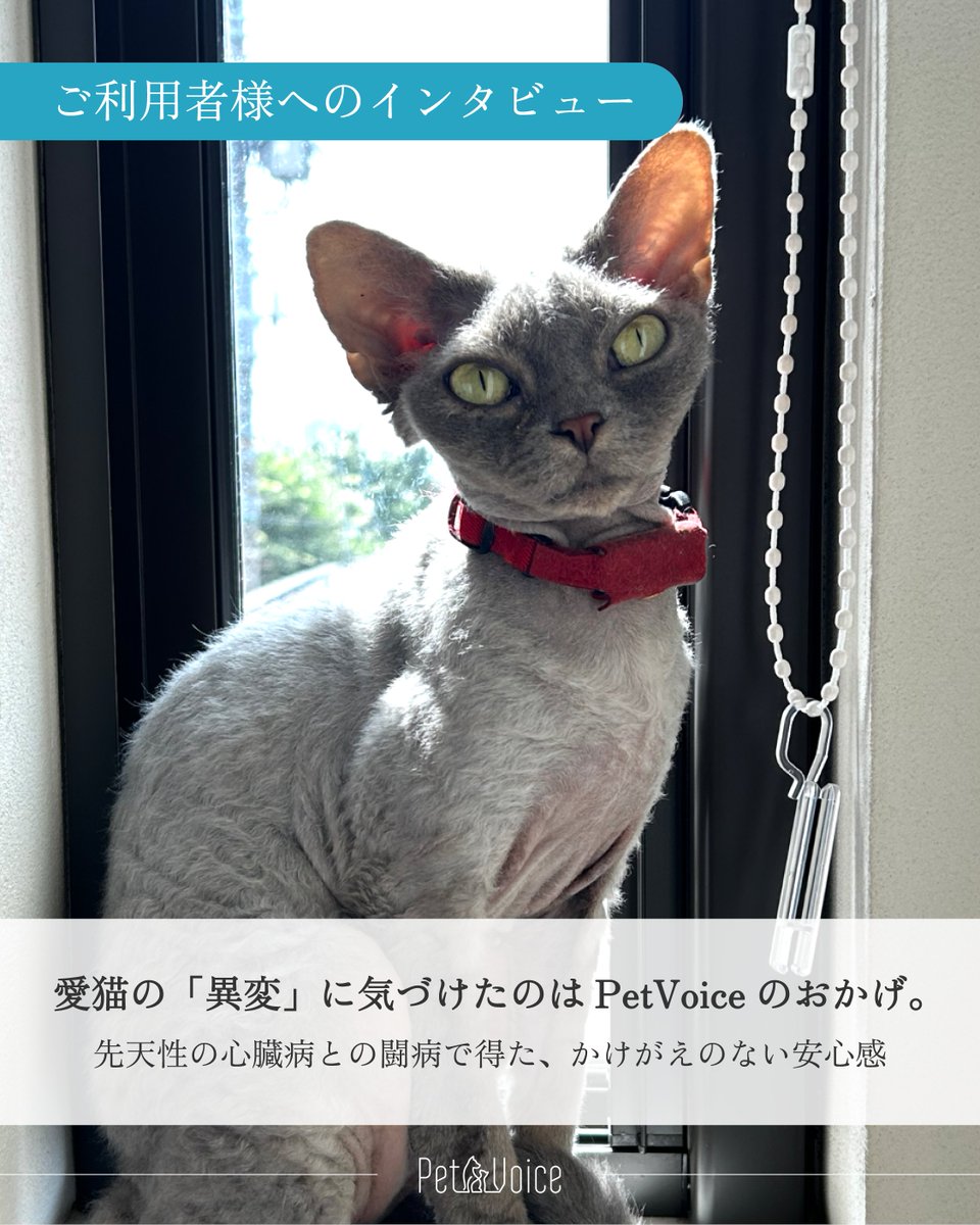 petvoice_jp's tweet photo. 今回は、愛猫すずちゃんの心臓病との闘病でPetVoiceをご活用いただいているC様にインタビューさせていただきました。

幼い頃から体が弱かったすずちゃん。C様の「病気が進行して気づかないうちに悪化するのは避けたい」という強い思いが伝わってきました。

ぜひご一読ください。
インタビュー記事はこちら▼
https://t.co/ptfwdP1t4l