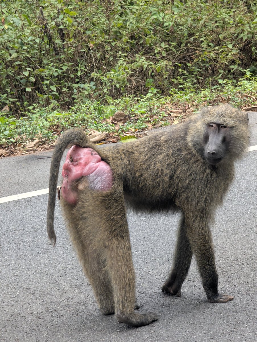 EshandeSafaris1's tweet photo. Do i look so attractive #baboonlife #Ugandawildlife #safarimoment only Eshande safaris can take you through the experience #UTB @EshandeSafaris @jumuiya https://t.co/m1oTQYq8Yq