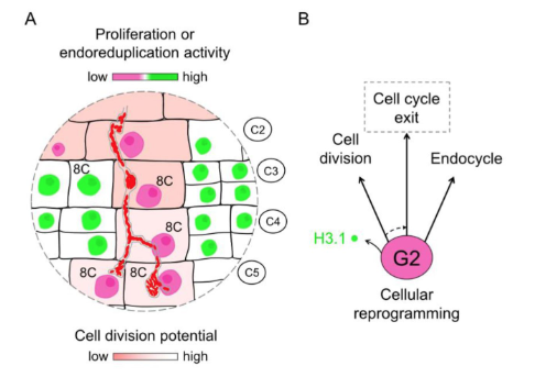 CG_ath's tweet image. Competence for transcellular #infection in the #root cortex involves a post-replicative, #cellcycle exit
decision in #Medicago truncatula #PlaCCI #celldivision #endoreplication #plant @eLife
elifesciences.org/reviewed-prepr…