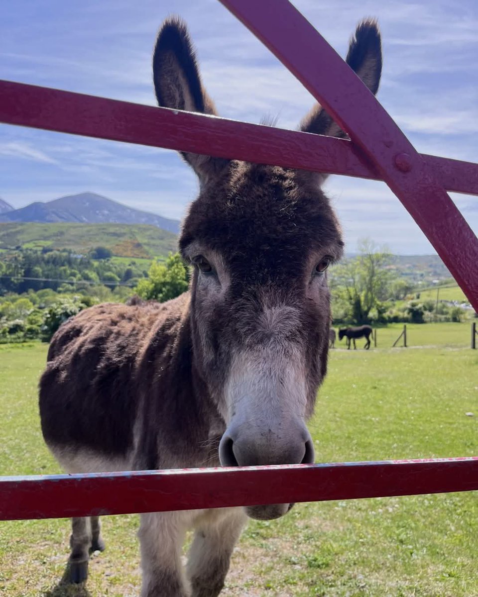 This is Ireland ๐ฎ๐ชโ๏ธ (@thisisireland3) on Twitter photo Proof that the locals on the island of Ireland are as stunning as the views! ๐
๐Mourne Mountains, County Down โ๏ธ
๐ธ <a href="/DiscoverIreland/">Discover Ireland</a>
#Down #Ireland #Donkey #Mournemountains Proof that the locals on the island of Ireland are as stunning as the views! ๐
๐Mourne Mountains, County Down โ๏ธ
๐ธ <a href="/DiscoverIreland/">Discover Ireland</a>
#Down #Ireland #Donkey #Mournemountains
