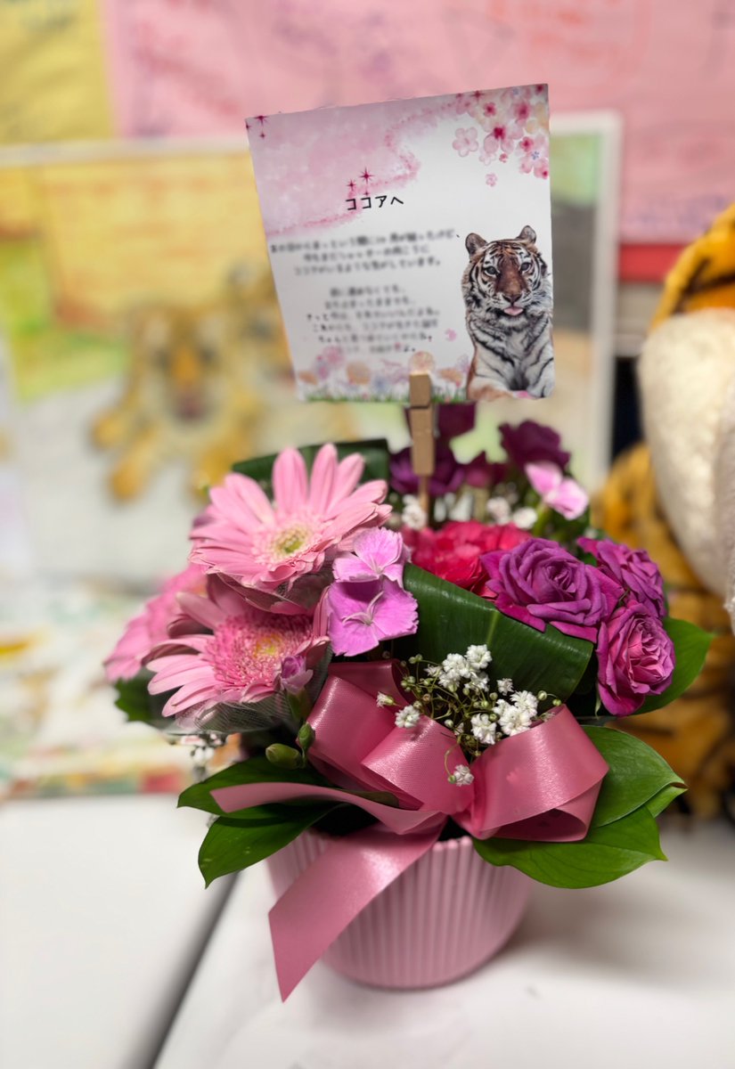 cocoa_taiga's tweet image. ココアのお別れ会、ついにシャッターが開いた。
「もしかしたらまだシャッターの向こうにココアがいるのかも」って、どこかでずっと思い続けていたけれど。
ココアはタイガの元に辿り着けたんだね。
寂しさの中にも暖かさがあって、心に残る素敵な会でした。
ありがとうございました💐

#釧路市動物園