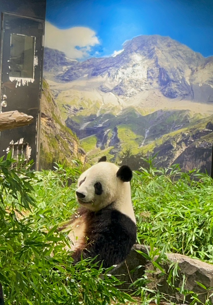 R19088156's tweet image. 笹の妖精🐼🧚✨

2025.7.21
#シャオシャオ
#ジャイアントパンダ