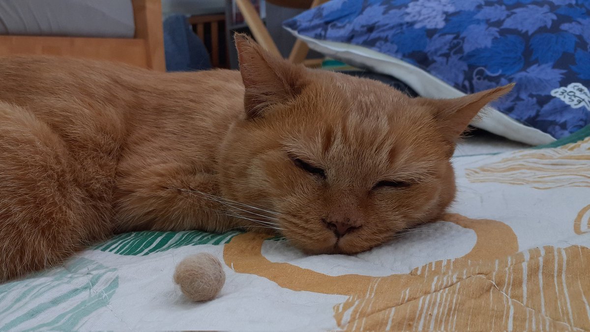 かすてらちゃんの毛を収穫して鈴かすてらを作る仕事
#保護猫カフェおむすび