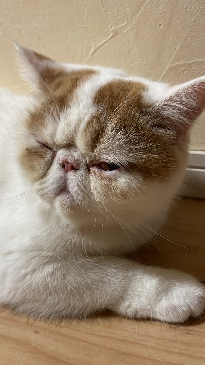 こんぶちゃん。眠い眠い💤