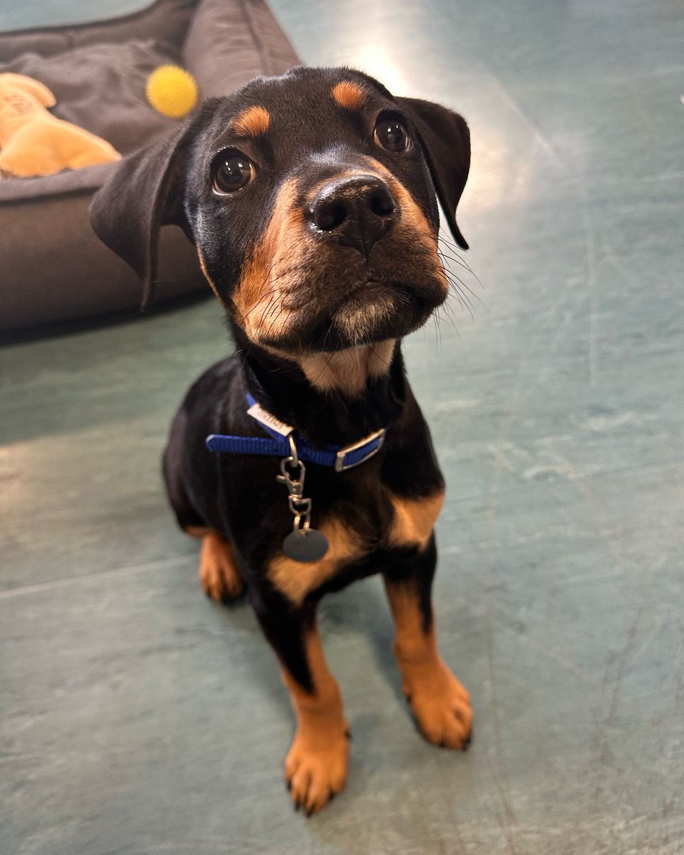 Battersea_'s tweet image. Bunny was just 3 months old when she came to Battersea as a stray. She was shy at first, but with patience and time in a foster home, her playful side shone through. Now she’s loving life with her new family (and her ever-growing toy collection)! We're so happy for you, Bunny. 💙
