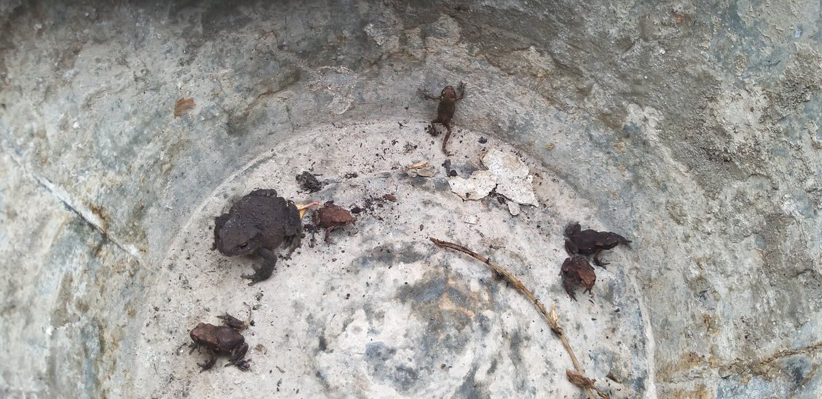 BardCumberland's tweet image. I've spent the morning rescuing toads of all sizes, who somehow managed to climb 60cm into potato bags. They have been relocated to the compost heap.
in Cumbrian dialects, paddock is toad
out walking, if a toad crosses your path it's good luck; but if you find a toad in your…